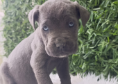 Blue cane corso bebekler